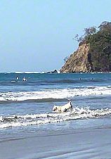 Dog Playing in Water ~ Photo by Patrice