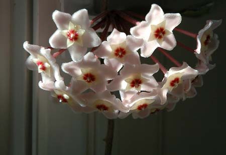 Hoya Flower ~ Photo by Patrice Hoya Flower ~ Photo by Patrice