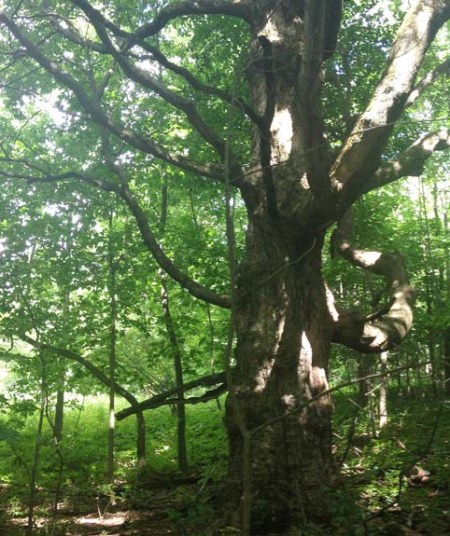 Old Tree - Boyne River ~ Photo by Patrice Old Tree - Boyne River ~ Photo by Patrice