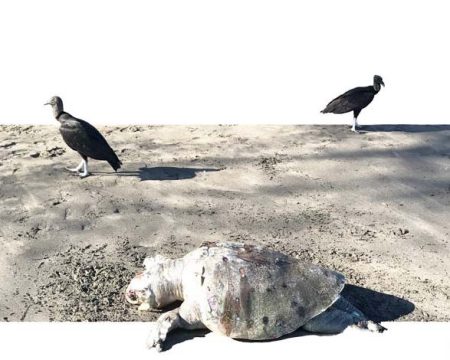 Dead Turtle in Costa Rica ~ Photo by Patrice