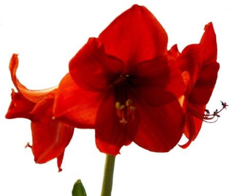 Amaryllis ~ Photo by Patrice