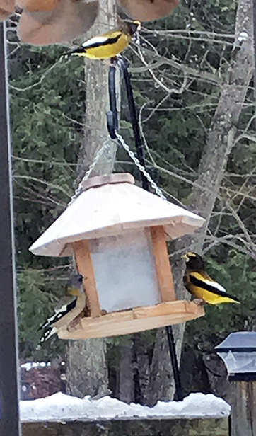 Grosbeaks at the Feeder ~ Photo by Patrice