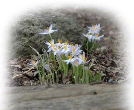 Crocus in spring ~ Photo by Patrice Crocus in spring ~ Photo by Patrice