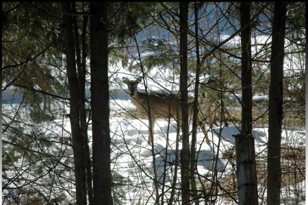 Deer watching ~ Photo by Patrice