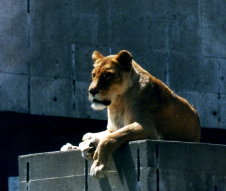 Lioness ~ Photo by Patrice Lioness ~ Photo by Patrice