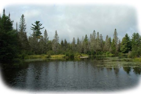 Mighty Trees Stand ~ Photo by Patrice