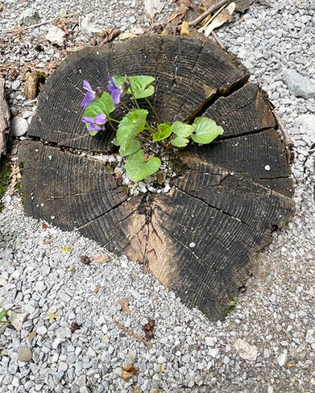 Watch Them Grow ~ Photo by Patrice