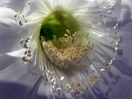 My Heart Is Full ~ Photo by Patrice ~ 2023 BMFA Photo Show Entry