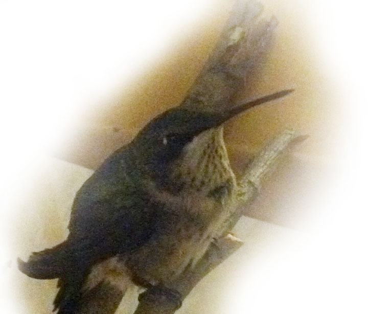A Hummingbird Came ~ Photo by Patrice A Hummingbird Came ~ Photo by Patrice