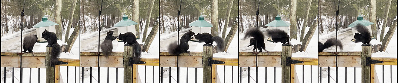 I Watch The Squirrels Fight ~ Photos by Patrice I Watch The Squirrels Fight ~ Photos by Patrice