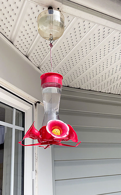 A Hummingbird Came ~ Photo by Patrice