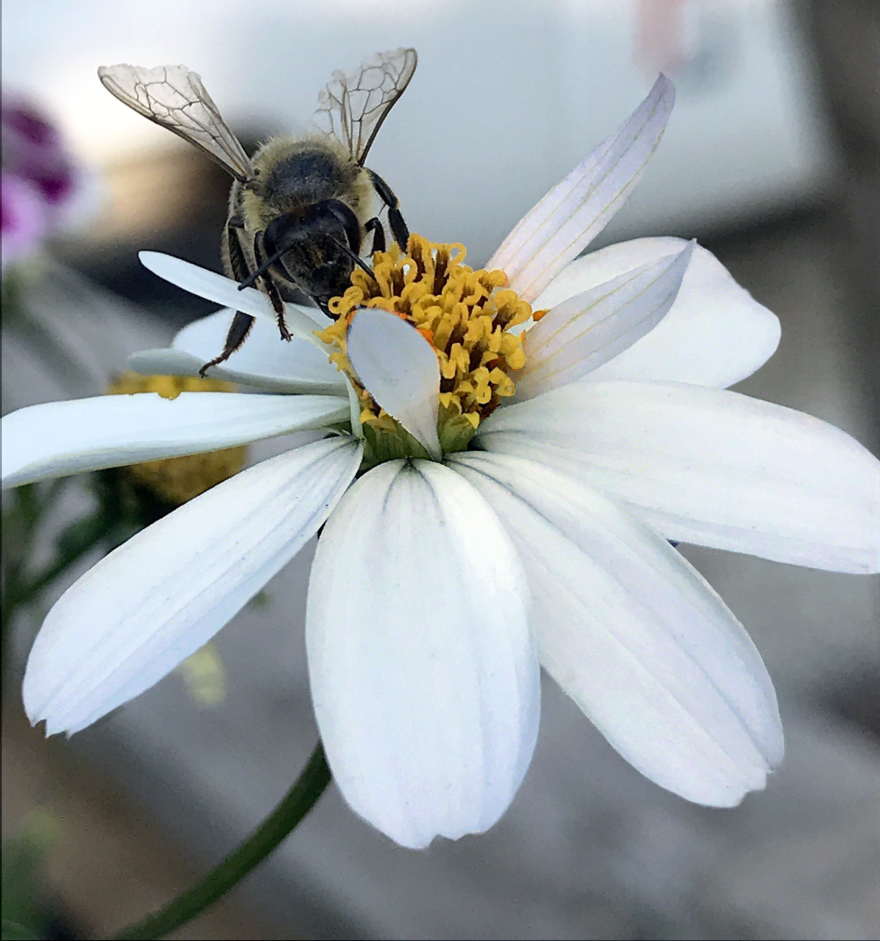 Sweet Nectar ~ Photo by Patrice Sweet Nectar ~ Photo by Patrice
