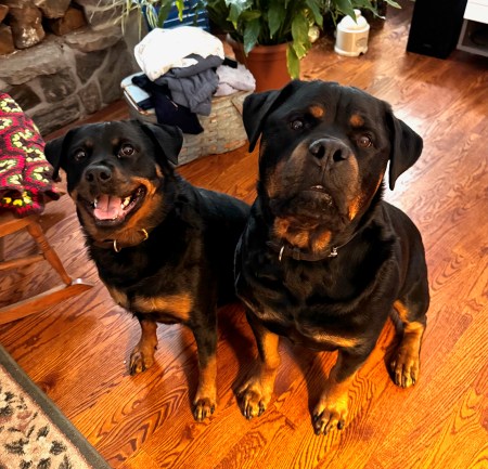 Eika & Zeus ~ Photo by Don