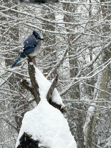 I Hear You Call ~ Photo by Patrice