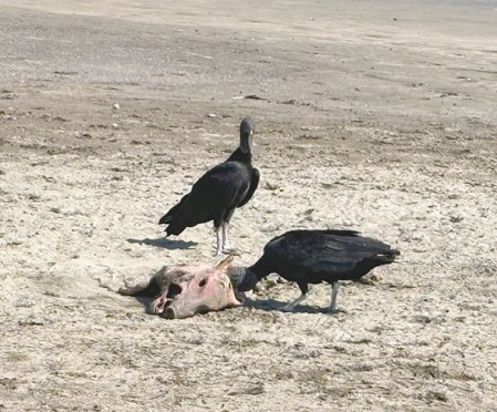 Vultures with Boar Carcass ~ Photo by Patrice