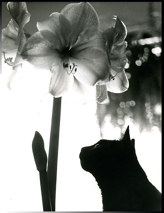 No One Can ~ Photo by Patrice